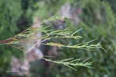 Hybanthus vatsavayae